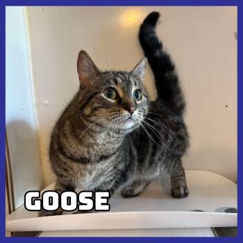 Goose -  Domestic Short Hair Cat for Adoption in Glenwood, Minnesota - Goose | PetCurious