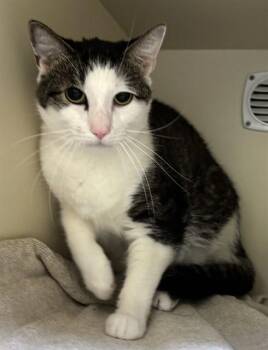TOMMY -  Domestic Short Hair Cat for Adoption in Dedham, Massachusetts - TOMMY | PetCurious