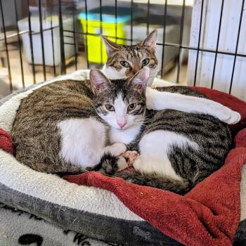 Medusa -  Domestic Short Hair Cat for Adoption - Medusa | PetCurious