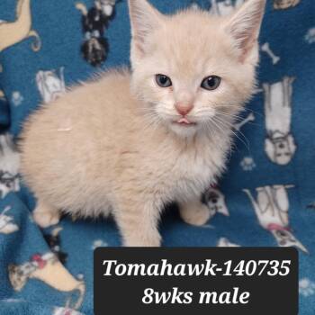 Tomahawk -  Domestic Short Hair Cat for Adoption in New Tazewell, Tennessee - Tomahawk | PetCurious