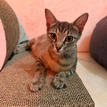 HR Director -  Domestic Short Hair Cat for Adoption in Austin, Texas - HR Director | PetCurious