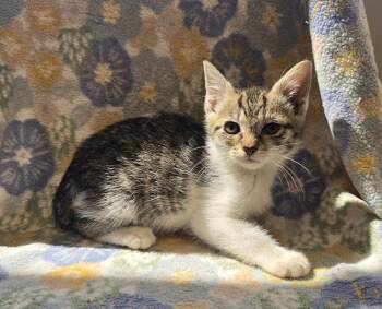 CIA Informant -  Domestic Short Hair Cat for Adoption in Dickson, Tennessee - CIA Informant | PetCurious