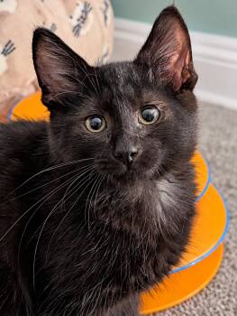 Patters MD -  Bombay Cat for Adoption - Patters MD | PetCurious