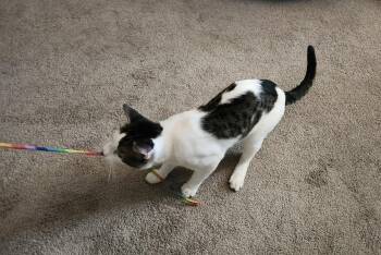 Domestic Short Hair Cats Available for Adoption in Hillsboro, Oregon - JACKSON - Big On Play, Big On Snuggles! | PetCurious