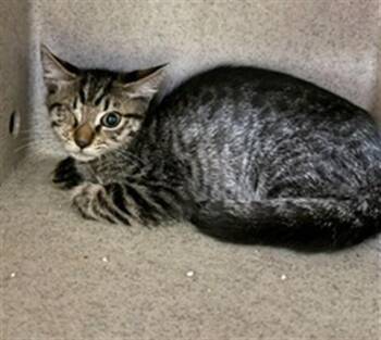 STEW -  Domestic Short Hair Cat for Adoption in Riverside, California - STEW | PetCurious