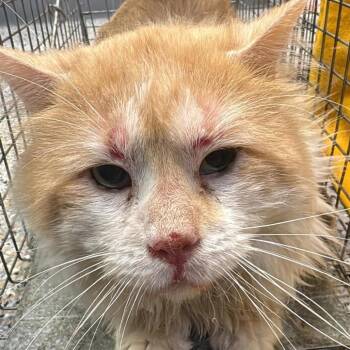 Domestic Long Hair Cats Available for Adoption in West Olive, Michigan - Chicco (Barn Cat) | PetCurious