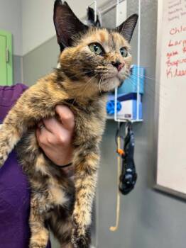 Nix -  Domestic Short Hair Cat for Adoption in Bloomington, Indiana - Nix | PetCurious