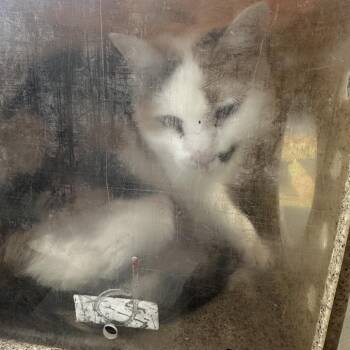 Domestic Short Hair Cats Available for Adoption in Philadelphia, Pennsylvania - Tinkie | PetCurious