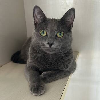 Rescue Domestic Short Hair Cats for Adoption in Middletown, New York - Regan | PetCurious