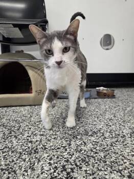 ELLA -  Domestic Short Hair Cat for Adoption in Palmetto, Florida - ELLA | PetCurious