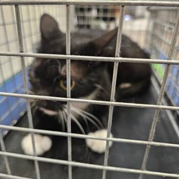 Almond -  American Shorthair Cat for Adoption in Lake Jackson, Texas - Almond | PetCurious