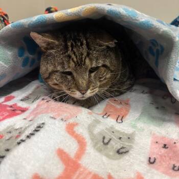 Evander -  Domestic Short Hair Cat for Adoption - Evander | PetCurious