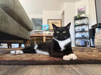 Rescue American Shorthair Cats for Adoption in Peoria, Arizona - Rocky (FIV+) | PetCurious