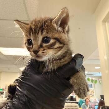 Domestic Short Hair Cats Available for Adoption in Los Angeles, California - Apple Pie | PetCurious