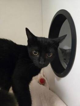 Nino -  Domestic Short Hair Cat for Adoption in Savannah, Georgia - Nino | PetCurious