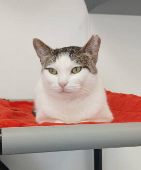 Rescue Tabby and Domestic Short Hair Cats for Adoption in Bay City, Michigan - Percy | PetCurious