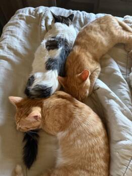 Clementine -  Domestic Short Hair Cat for Adoption - Clementine | PetCurious