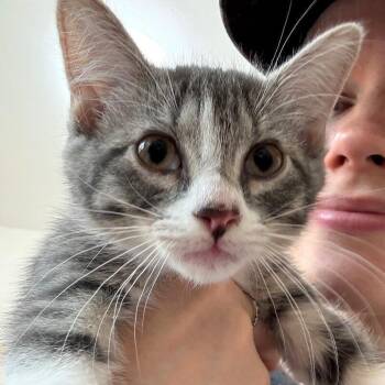 Domestic Short Hair and Tabby Cats Available for Adoption - Guppy Fish | PetCurious