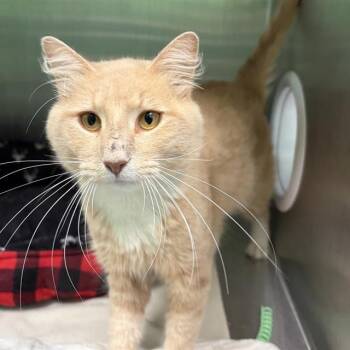 TWINKIE -  Domestic Medium Hair Cat for Adoption in Barnstable, Massachusetts - TWINKIE | PetCurious