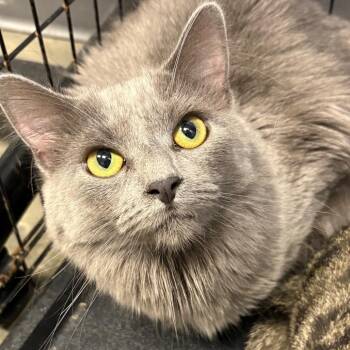 Nova -  Domestic Medium Hair Cat for Adoption in Dekalb, Illinois - Nova | PetCurious