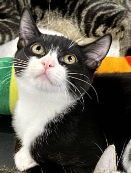 Ocean -  Domestic Short Hair and Tuxedo Cat for Adoption in Red Bank, New Jersey - Ocean | PetCurious