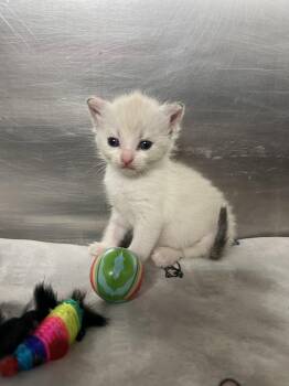 Cotton -  Domestic Short Hair Cat for Adoption in Gaithersburg, Maryland - Cotton | PetCurious
