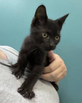 Chaka -  Domestic Short Hair Cat for Adoption in New Orleans, Louisiana - Chaka | PetCurious