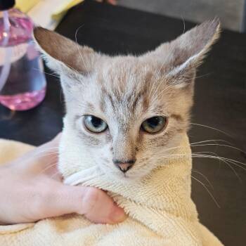Junior Mint 25 -  Siamese Cat for Adoption in Austin, Texas - Junior Mint 25 | PetCurious