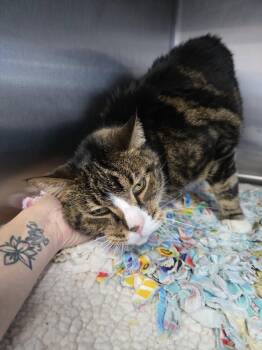 Zeke -  Domestic Short Hair Cat for Adoption in Prineville, Oregon - Zeke | PetCurious