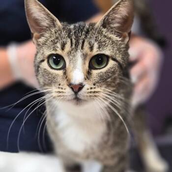 Shakira -  Domestic Short Hair Cat for Adoption in Newark, New Jersey - Shakira | PetCurious