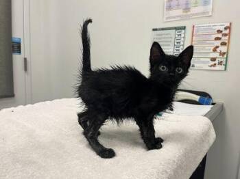 Shamosaurus -  Domestic Short Hair Cat for Adoption in Kansas City, Missouri - Shamosaurus | PetCurious