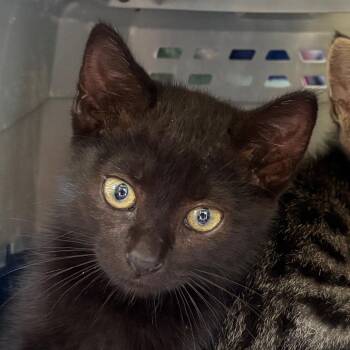 Spectrum -  Domestic Short Hair Cat for Adoption in Milton, Florida - Spectrum | PetCurious