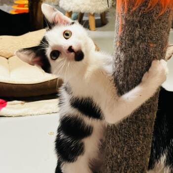 Zigzag -  Domestic Short Hair Cat for Adoption in Kennebunk, Maine - Zigzag | PetCurious