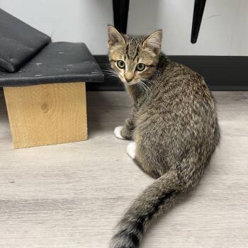 Lupine -  Domestic Short Hair Cat for Adoption in Abbotsford, British Columbia - Lupine | PetCurious