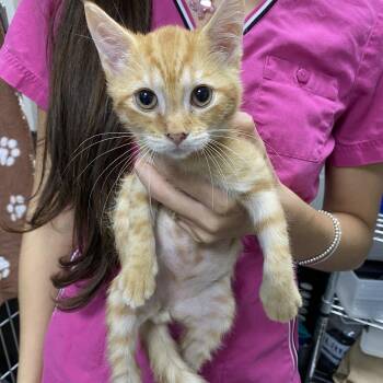 Rex -  Domestic Short Hair Cat for Adoption in Gainesville, Florida - Rex | PetCurious