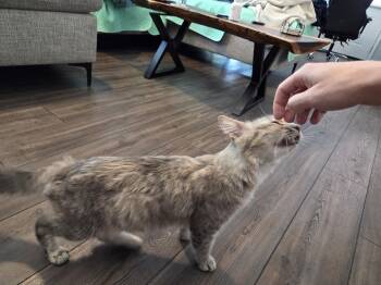 Wynter -  Domestic Long Hair and Domestic Short Hair Cat for Adoption in Dallas, Texas - Wynter | PetCurious