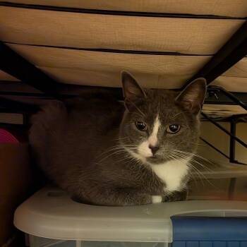 Domestic Short Hair Cats Available for Adoption in Falls Church, Virginia - Sneakers | PetCurious