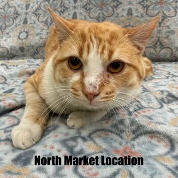 Domestic Short Hair Cats Available for Adoption - Shine | PetCurious