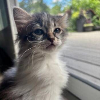 Jinx -  Domestic Short Hair Cat for Adoption in Wheaton, Illinois - Jinx | PetCurious