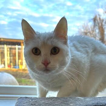 Domestic Short Hair Cats Available for Adoption - Bella | PetCurious