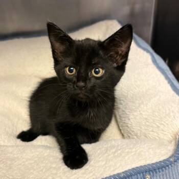 Inky -  Domestic Short Hair Cat for Adoption in Chehalis, Washington - Inky | PetCurious