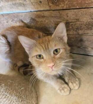 Bellamy -  Domestic Short Hair Cat for Adoption in South Bend, Indiana - Bellamy | PetCurious