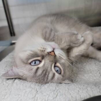 Mercury -  Scottish Fold Cat for Adoption in La Grange, Kentucky - Mercury | PetCurious