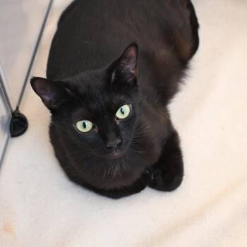 Cleopatra -  Domestic Short Hair Cat for Adoption in Westport, Connecticut - Cleopatra | PetCurious