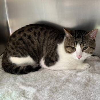 Pinky -  Domestic Short Hair Cat for Adoption in Council Bluffs, Iowa - Pinky | PetCurious