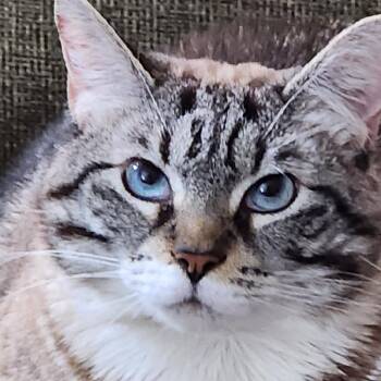 Quinne -  Domestic Short Hair Cat Available for Adoption in Wells, Maine - Quinne | PetCurious