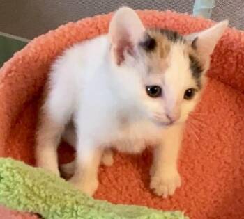 Mango -  Domestic Short Hair Cat for Adoption in Sanford, North Carolina - Mango | PetCurious