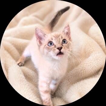 Joy -  Domestic Short Hair Cat for Adoption in Hardeeville, South Carolina - Joy | PetCurious