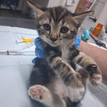 Moira -  Domestic Short Hair Cat for Adoption in Summerville, South Carolina - Moira | PetCurious