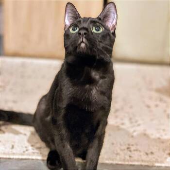 How You Bean -  Domestic Short Hair Cat for Adoption in Boerne, Texas - How You Bean | PetCurious